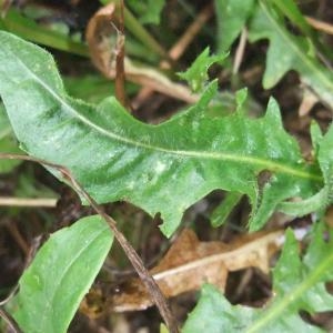 Photographie n°882802 du taxon Crepis setosa Haller f. [1797]