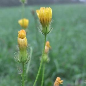 Photographie n°882807 du taxon Crepis setosa Haller f. [1797]