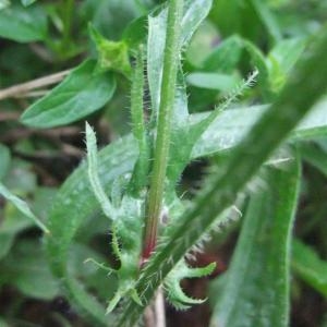 Photographie n°882813 du taxon Crepis setosa Haller f. [1797]