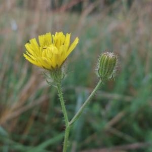 Photographie n°882825 du taxon Crepis setosa Haller f. [1797]