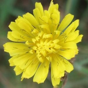 Photographie n°882828 du taxon Crepis setosa Haller f. [1797]