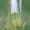  Yoan Martin - Crepis setosa Haller f. [1797]