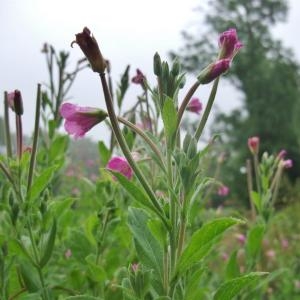 Photographie n°882834 du taxon Epilobium hirsutum L.