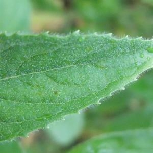 Photographie n°882836 du taxon Epilobium hirsutum L.