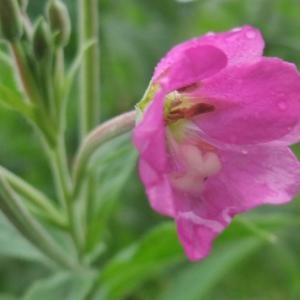 Photographie n°882845 du taxon Epilobium hirsutum L.