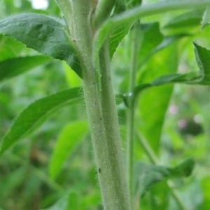 Photographie n°882849 du taxon Epilobium hirsutum L.