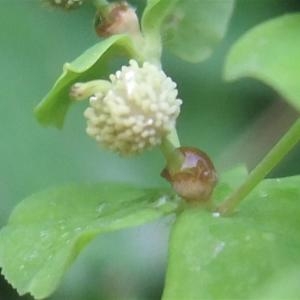 Photographie n°882878 du taxon Euphorbia stricta L. [1759]