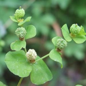 Photographie n°882879 du taxon Euphorbia stricta L. [1759]