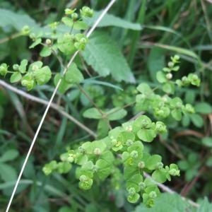 Photographie n°882880 du taxon Euphorbia stricta L. [1759]
