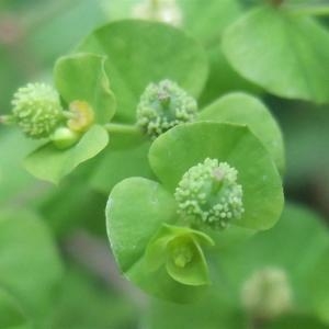 Photographie n°882881 du taxon Euphorbia stricta L. [1759]
