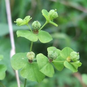 Photographie n°882883 du taxon Euphorbia stricta L. [1759]
