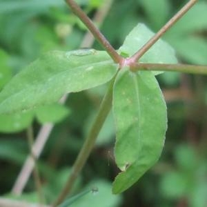 Photographie n°882887 du taxon Euphorbia stricta L. [1759]