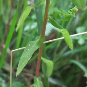 Photographie n°882888 du taxon Euphorbia stricta L. [1759]