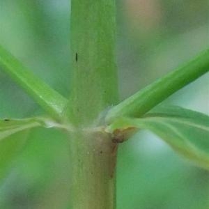 Photographie n°882890 du taxon Hypericum perforatum L. [1753]