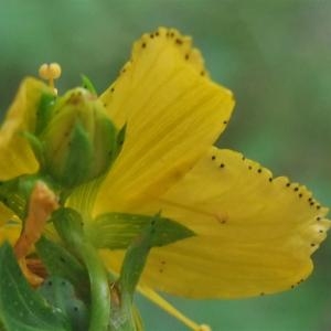 Photographie n°882891 du taxon Hypericum perforatum L. [1753]