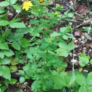 Photographie n°882892 du taxon Hypericum perforatum L. [1753]