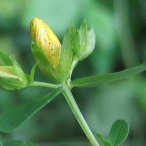 Photographie n°882895 du taxon Hypericum perforatum L. [1753]