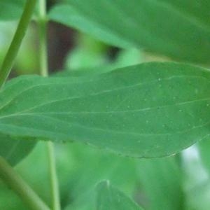 Photographie n°882896 du taxon Hypericum perforatum L. [1753]