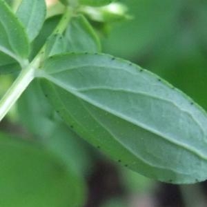 Photographie n°882899 du taxon Hypericum perforatum L. [1753]