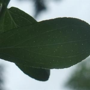 Photographie n°882901 du taxon Hypericum perforatum L. [1753]