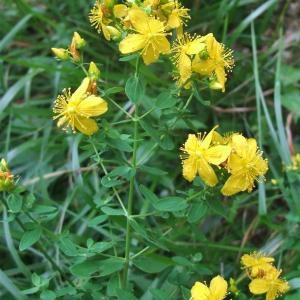 Photographie n°882903 du taxon Hypericum perforatum L. [1753]
