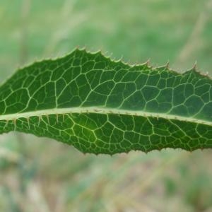 Photographie n°882905 du taxon Lactuca serriola L. [1756]