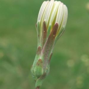 Photographie n°882925 du taxon Lactuca serriola L. [1756]