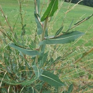 Photographie n°882928 du taxon Lactuca serriola L. [1756]