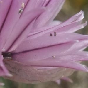 Photographie n°882988 du taxon Allium schoenoprasum L. [1753]