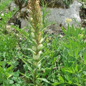 Photographie n°882992 du taxon Campanula thyrsoides L. [1753]