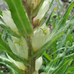 Photographie n°882996 du taxon Campanula thyrsoides L. [1753]