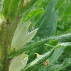 Photographie n°882997 du taxon Campanula thyrsoides L. [1753]