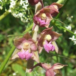 Photographie n°883000 du taxon Epipactis atrorubens (Hoffm.) Besser [1809]