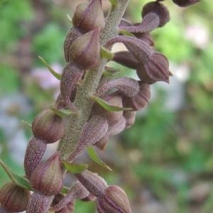 Photographie n°883002 du taxon Epipactis atrorubens (Hoffm.) Besser [1809]