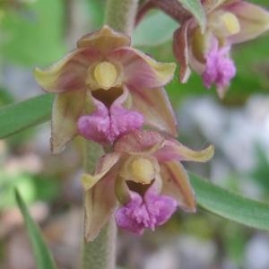 Photographie n°883004 du taxon Epipactis atrorubens (Hoffm.) Besser [1809]