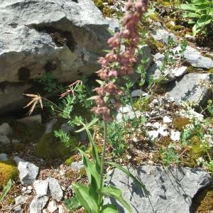 Photographie n°883006 du taxon Epipactis atrorubens (Hoffm.) Besser [1809]