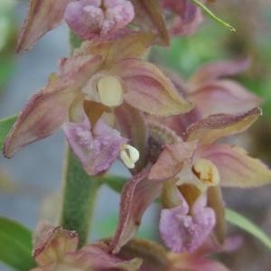 Photographie n°883010 du taxon Epipactis atrorubens (Hoffm.) Besser [1809]