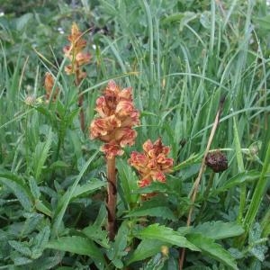 Photographie n°883071 du taxon Orobanche gracilis Sm. [1798]