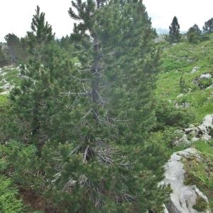 Photographie n°883078 du taxon Pinus uncinata Ramond ex DC. [1805]