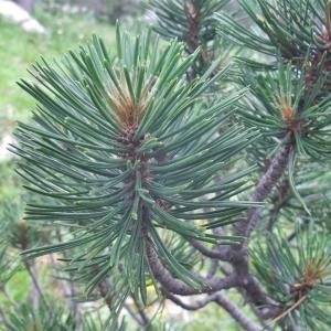 Photographie n°883079 du taxon Pinus uncinata Ramond ex DC. [1805]