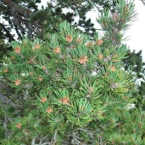 Photographie n°883081 du taxon Pinus uncinata Ramond ex DC. [1805]