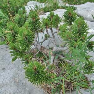 Photographie n°883082 du taxon Pinus uncinata Ramond ex DC. [1805]
