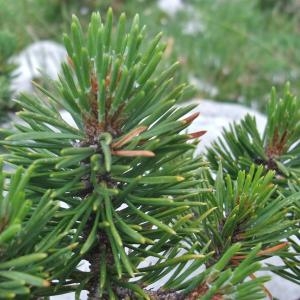 Photographie n°883083 du taxon Pinus uncinata Ramond ex DC. [1805]