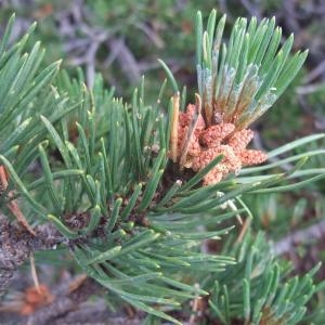 Photographie n°883086 du taxon Pinus uncinata Ramond ex DC. [1805]