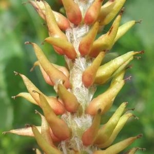 Photographie n°883091 du taxon Salix hastata L. [1753]