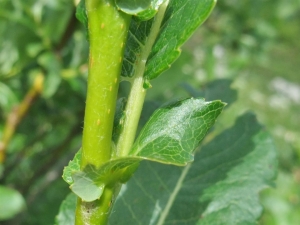 Yoan Martin, le 24 juillet 2016 (Dingy-Saint-Clair)