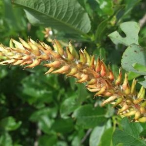 Photographie n°883098 du taxon Salix hastata L. [1753]