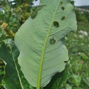 Photographie n°883102 du taxon Salix hastata L. [1753]