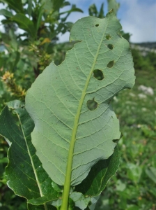 Yoan Martin, le 24 juillet 2016 (Dingy-Saint-Clair)
