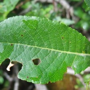 Photographie n°883103 du taxon Salix hastata L. [1753]